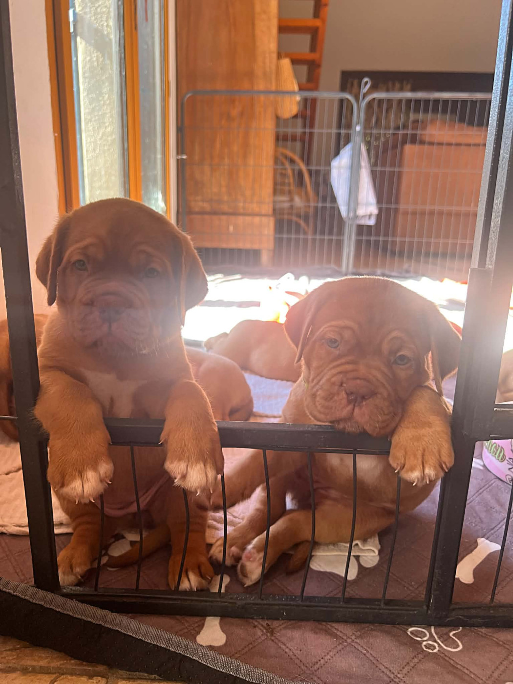 Chiot Dogue de Bordeaux Littlebabychou