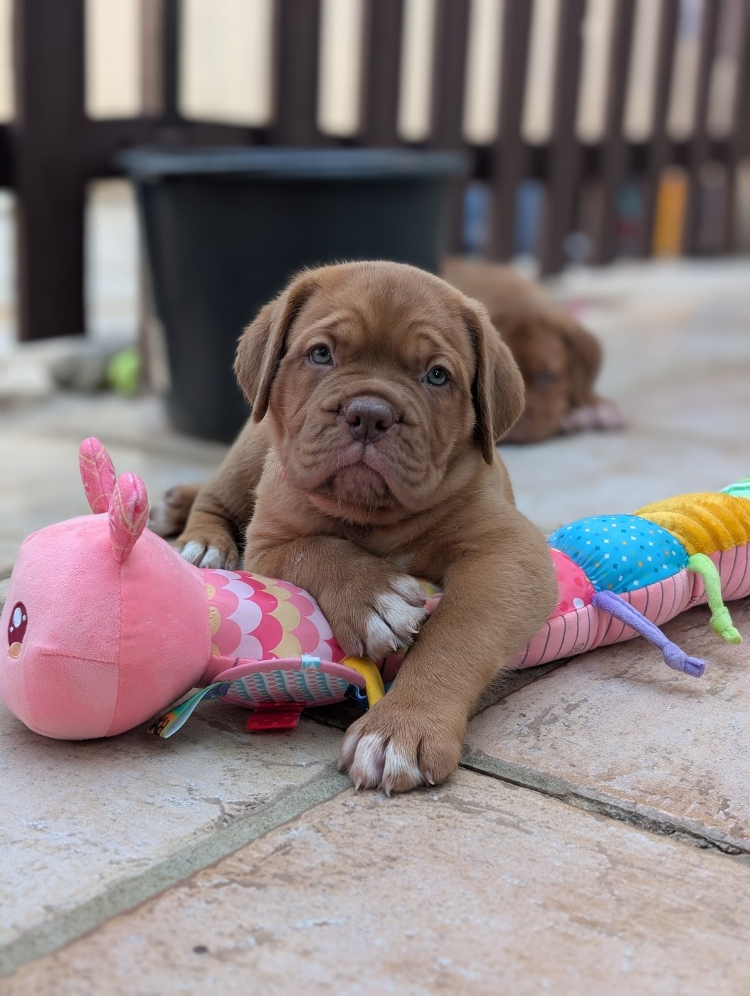 Littlebabychou - Chiots disponibles - Dogue de Bordeaux